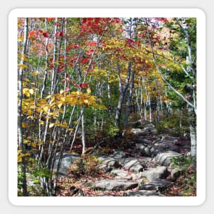 Fall Forests Sticker